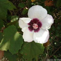 Hibiscus platanifolius (Willd.) Sweet